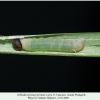ochlodes sylvanus larva1